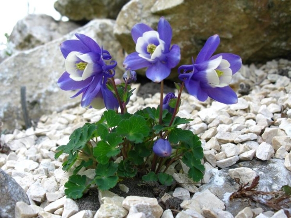 Biodiversità Valli di Lanzo - Aquilegia Alpina Sacrosanta vendetta di donne.